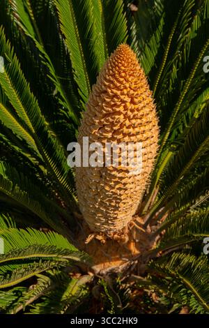 Seltsame Blüte einer cycas Revoluta. Riesige und eigentümliche Blume der cycas revoluta-Art. Stockfoto