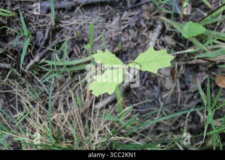 Nördliche Roteichensämlinge im Camp Ground Road Woods in des Plaines, Illinois Stockfoto
