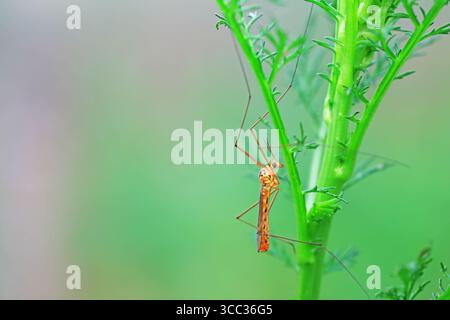 Große Mücke lebt auf Unkrautscheiben auf Unkraut Stockfoto
