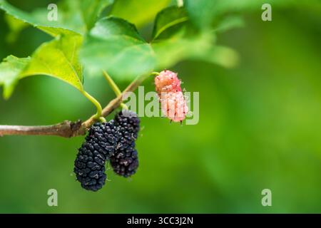 Nahaufnahme von Reifen und unreifen Maulbeeren auf einem Zweig, Brasilien Stockfoto