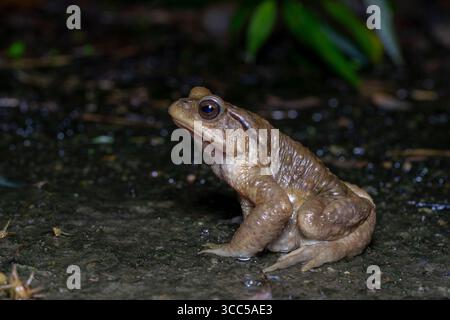 Bankoro Kröte (Bufo bankorensis) 盤古蟾蜍 auf dunklem, nassem Boden in natürlichem Lebensraum Stockfoto
