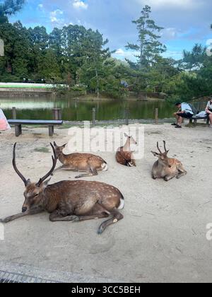 Hirsche ruhen friedlich am Teich im Nara Park, Japan, umgeben von Kiefern und traditionellen japanischen Gebäuden. Stockfoto