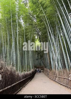 Schlendern Sie durch die ruhige Schönheit des berühmten Arashiyama Bambuswaldes von Kyoto. Stockfoto