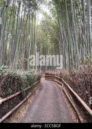 Hoch aufragende Bambusstiele schaffen eine friedliche grüne Oase im Herzen von Kyoto. Stockfoto