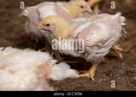 Ein Huhn mit Gefieder beim Wechsel von Flausen zu Federn, eine Geflügelfarm, in der Hühner zur Herstellung von Fleischprodukten aufgezogen werden, Nahaufnahme, Seitenansicht Stockfoto
