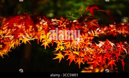 Ahorn-Zweig mit leuchtend roten Herbstblättern, hervorgehoben durch Licht vor dunklem Hintergrund mit geringer Schärfentiefe Stockfoto