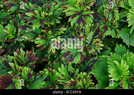 Vollformataufnahme der Nahaufnahme von Coleus-Blättern Stockfoto