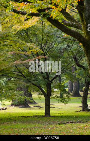 Eine ruhige Waldszene mit üppigen grünen Bäumen, die in sanftes Sonnenlicht getaucht sind, im Kyoto Gyoen National Garden. Die friedliche Atmosphäre fängt das Beau ein Stockfoto