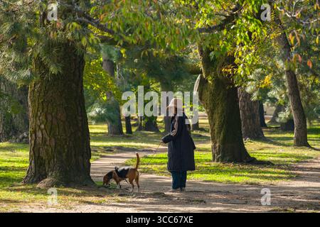 Eine Frau macht einen friedlichen Spaziergang mit ihrem Hund im Kyoto Gyoen National Garden, umgeben von üppigen grünen Bäumen. Das Sonnenlicht filtert sanft durch die lea Stockfoto
