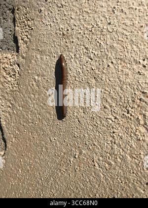 Wurm klettert an der Wand der Fassade hoch Stockfoto