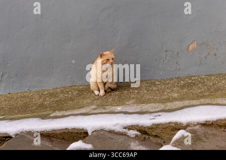 Eine orangene Katze, die den Schnee auf einer Dorfstraße ansieht Stockfoto