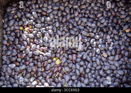 Ein Haufen Oliven in verschiedenen Farben, frisch angebaut Stockfoto