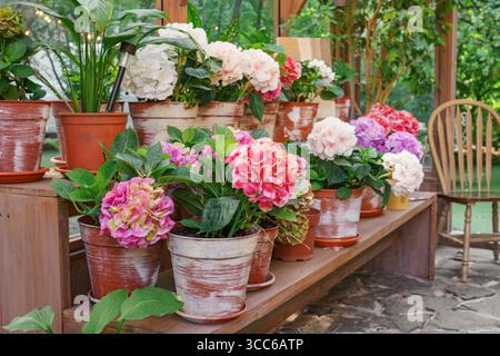 Holzregal im Gewächshaus, gefüllt mit blühenden Hortensie-Blüten in Tontöpfen. Natürliche Grünflächen und Gartenelemente und Topfpflanzen. Gar Stockfoto