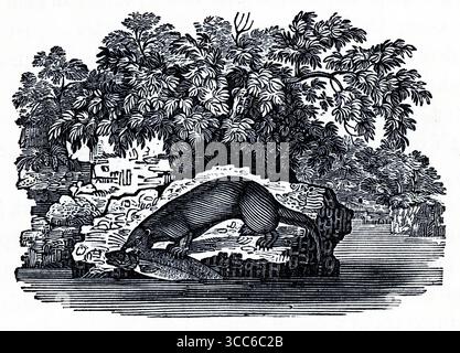 Eine fein detaillierte Schwarz-weiß-Illustration eines Otter, der auf einem Felsen steht und einen Fisch im Mund hält. Dicht bebautes Laub und plätscherndes Wasser erinnern an einen reichen Lebensraum am Flussufer. Die Szene verbindet naturalistische Präzision mit künstlerischer Textur und fängt die fließende Bewegung des Ottern und das ruhige Drama von Raubtier und Beute ein. Aus einer Auswahl gedruckter Kupfer- und Holzstiche, die 1851 von Henry Kent Causton als Teil von Izaak Walton und Charles Cotton's Buch The Compleat Angler veröffentlicht wurden. Stockfoto