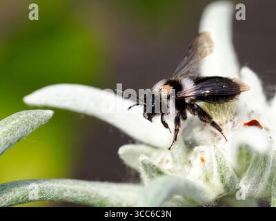 Makro der Ashy-Bergbaubiene (Andrena cineraria) auf Blumenedelweiß Stockfoto