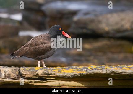 Schwarzer Austernfischer (Haematopus ater) am felsigen Ufer der Carcass Island auf den Falklandinseln. Stockfoto
