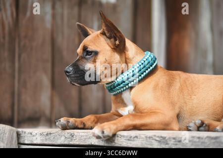 Brauner Mischhund mit blauem Paracord-Kragen vor hölzernem Hintergrund Stockfoto