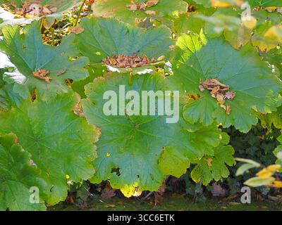 Rodgersia tabularis mit großen, glänzend grünen Blättern im Herbstgarten, kräftiger Laubpflanze, die den schattigen Staudenrändern Textur und Struktur verleiht Stockfoto