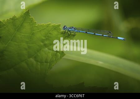 Blau leuchtende Libelle, die auf einem grünen Blatt sitzt, Tambours Have oder Tambours Garden, in der Nähe von Varde, Dänemark Stockfoto