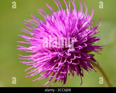 Rote melancholische Distel (Cirsium heterophyllum) in den französischen Alpen Stockfoto