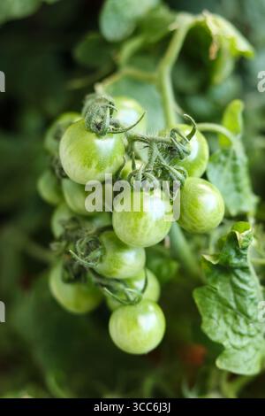 Grüne Tomaten wachsen auf einem Zweig in einem Gewächshaus. Nahaufnahme. Stockfoto