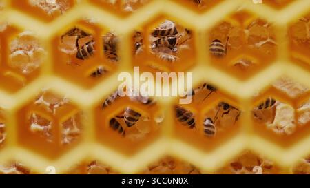 Nahaufnahme durch Wabenzellen zu Bienen, die im Bienenstock arbeiten Stockfoto