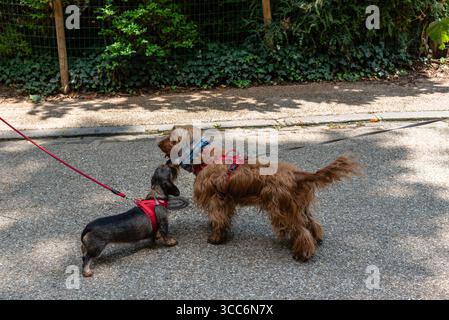 Zwei süße Hunde begrüßen sich bei einem täglichen Spaziergang im Buttes-Chaumont Park im 19. Arrondissement von Paris Stockfoto