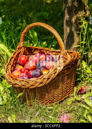 Korb gefüllt mit leuchtenden violetten und roten Pflaumen unter einem Obstbaum in einem üppig grünen Obstgarten an einem hellen sonnigen Tag. Stockfoto