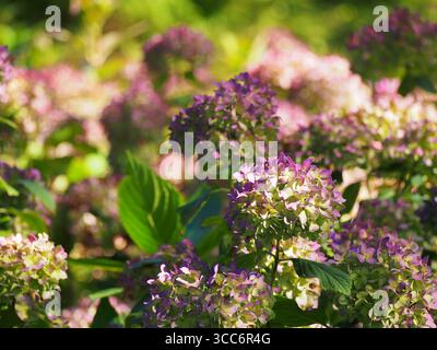 Hortensie macrophylla „Endless Summer“ – remontante Hortensie mit großen blauen Mophablüten, die vom späten Frühjahr bis zum Herbst blühen, beliebte Zierpflanzen Stockfoto