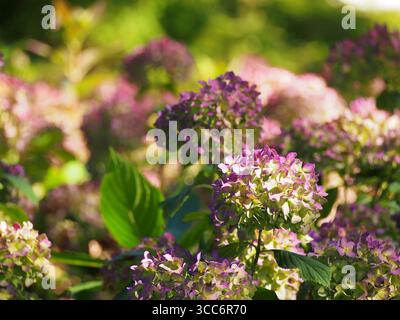 Hortensie macrophylla „Endless Summer“ – remontante Hortensie mit großen blauen Mophablüten, die vom späten Frühjahr bis zum Herbst blühen, beliebte Zierpflanzen Stockfoto