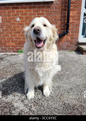 Ein fröhlicher goldener Retriever, der in der Sonne mit einem großen, glücklichen Lächeln sitzt. Stockfoto