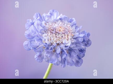 Eine einsame blaue Scabious Blume (Scabiosa columbaria), fotografiert vor einem malvenfarbenen Hintergrund Stockfoto