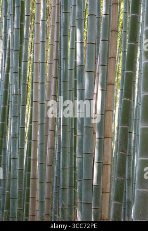 Ruhiger Bambushain mit hohen, schlanken grünen und braunen Stängeln, durch die das Sonnenlicht gefiltert wird. Repräsentiert Natur, Frieden und eine exotische, beruhigende Stockfoto