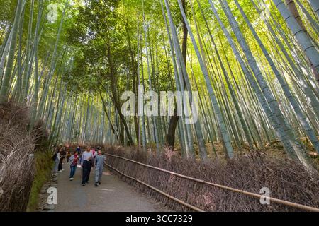 Eine Gruppe von Menschen schlendert durch einen üppigen, friedlichen Bambuswald mit hohen, aufragenden grünen Stängeln. Das Sonnenlicht filtert durch die Blätter und erzeugt einen Stockfoto
