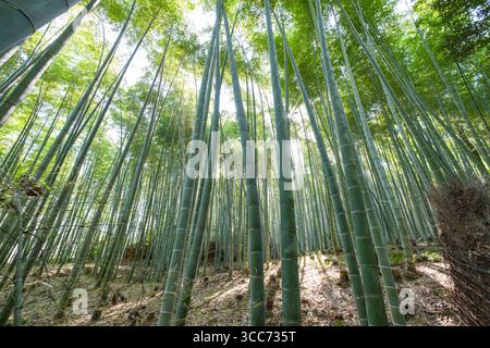 Ein beschaulicher Bambuswald mit hohen, hoch aufragenden Stangen, die in den Himmel reichen, in Sonnenlicht getaucht sind, das durch grüne Blätter filtert und eine ruhige und ruhige Atmosphäre schafft Stockfoto