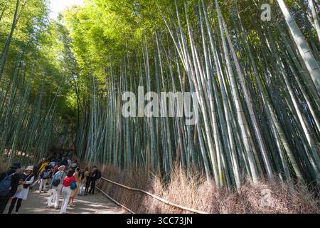 Eine Gruppe von Touristen erkundet einen friedlichen Bambuswald in Japan und genießt die majestätischen grünen Stiele und die natürliche Schönheit an einem sonnigen Tag. Arashiyama Ba Stockfoto