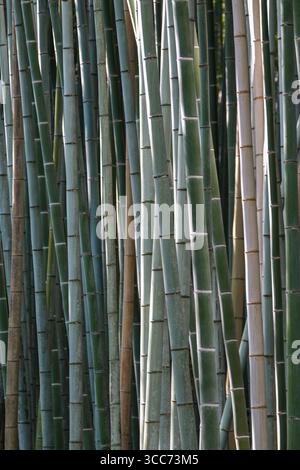 Dieses Bild zeigt einen ruhigen Bambuswald und hebt die hohen, leuchtend grünen und natürlichen Bambusstiele hervor. Die Szene weckt ein Gefühl der Ruhe und Stockfoto