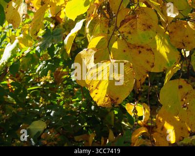 Styrax obassia, großblättriger schneeballbaum in wunderschönen Herbstfarben. Goldgelbes Laub von Zierlaubbäumen. Stockfoto