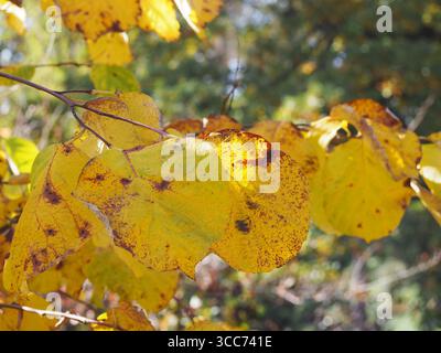Styrax obassia, großblättriger schneeballbaum in wunderschönen Herbstfarben. Goldgelbes Laub von Zierlaubbäumen. Stockfoto