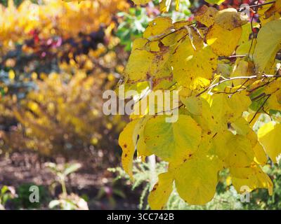 Styrax obassia, großblättriger schneeballbaum in wunderschönen Herbstfarben. Goldgelbes Laub von Zierlaubbäumen. Stockfoto