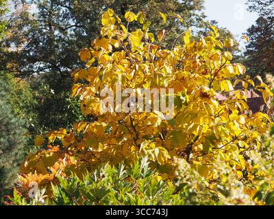 Styrax obassia, großblättriger schneeballbaum in wunderschönen Herbstfarben. Goldgelbes Laub von Zierlaubbäumen. Stockfoto