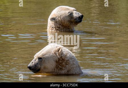 Eisbären kühlen sich bei einem Bad in einem See im Yorkshire Wildlife Park in der Nähe von Doncaster ab. Die Temperaturen werden in Teilen Großbritanniens bis Montag über 30 °C steigen, und ein weiterer außergewöhnlich heißer Zauber bringt einen gelben Gesundheitsalarm mit sich. Bilddatum: Sonntag, 10. August 2025. Stockfoto