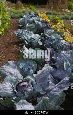 Kohlköpfe Stockfoto