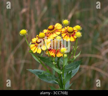 Helenium Can "Can" Stockfoto