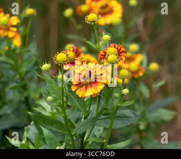 Helenium Can "Can" Stockfoto