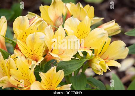 Alstroemeria Spring Valley („Tesvalsprin“) (Summer Paradise – Valley Series) Stockfoto