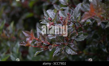 Nasse Blätter und Knospen von Physocarpus opulifolius bei Regenwetter Stockfoto