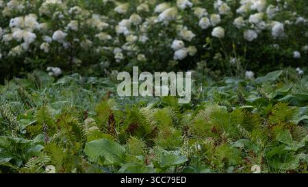 Üppig grüne Pflanzen mit blühenden weißen Hortensien im Hintergrund Stockfoto