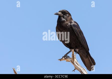 Schwarze Krähe oder Cape, Anas capensis, auf einem Ast gegen den blauen Himmel im Frühjahr thront, Kgalagadi Transfrontier Park, Northern Cape, South Agrica. Stockfoto