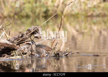 African Finfoot weiblich (Podica senegalensis) Breede River, Robertson, Western Cape, Südafrika Stockfoto